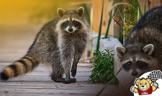 Animal Control in Tampa | Wildlife Removal in Tampa, FL