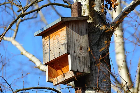 bat house in a tree