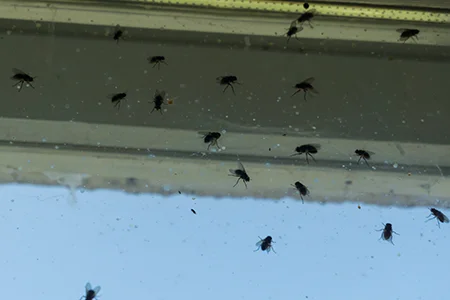 fly infestation, flies on a window