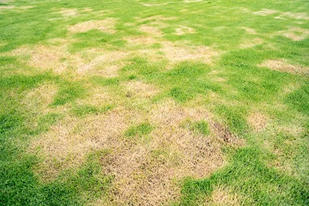 lawn disease brown patches