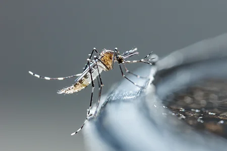 mosquito next to standing water