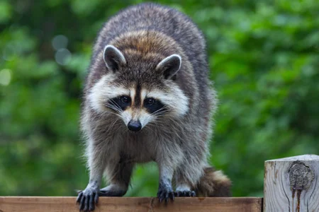 raccoon on fence next to a house