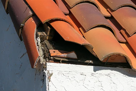 rood damage - entry point for bat inside home