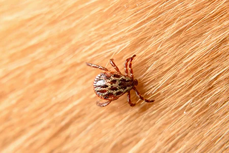 tick on a dog