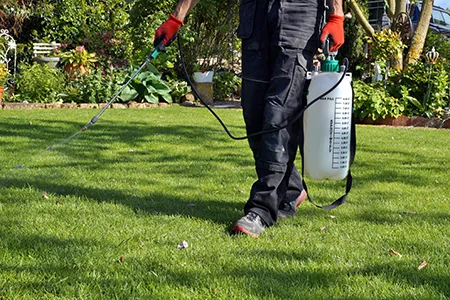 spraying lawn for weeds