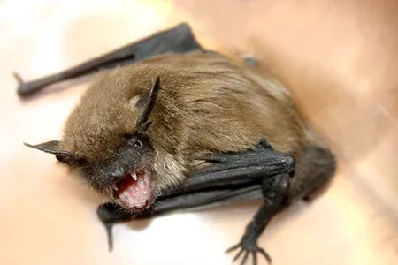 bat inside home