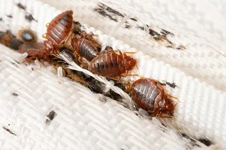 bed bug on a mattress