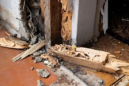 termite damage