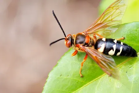 wasp on a leaf