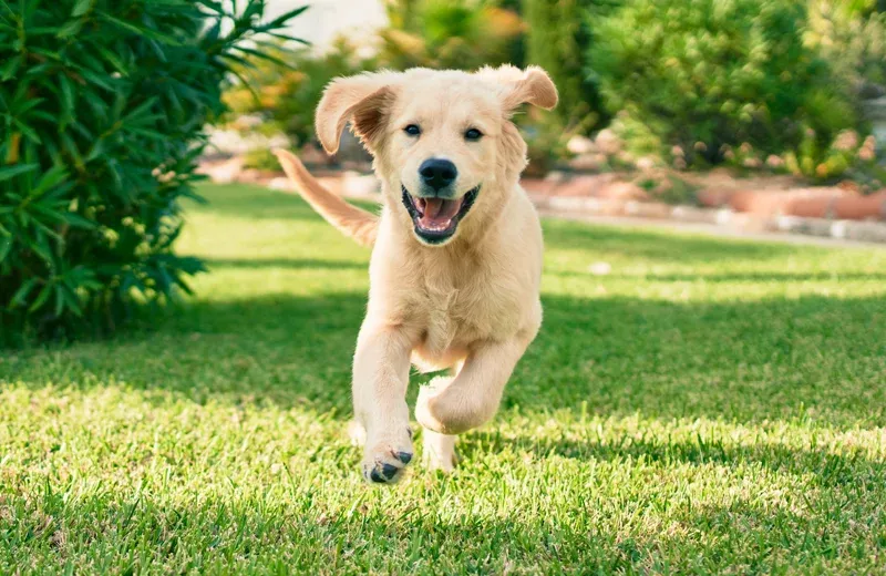 dog playing outside