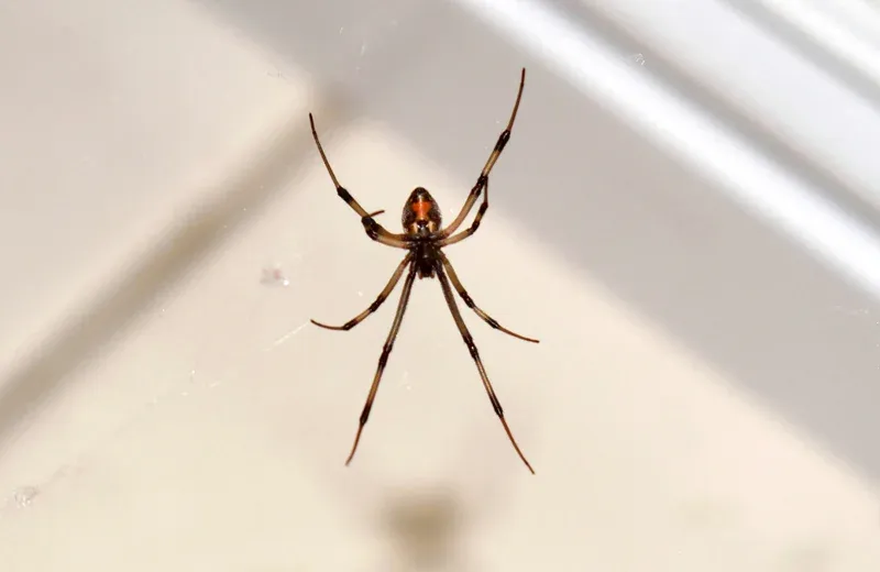 spider in the corner of a house behind a basket