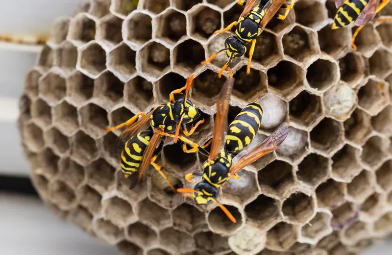 wasp on a nest