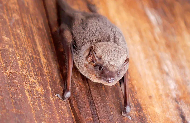 bat in a house