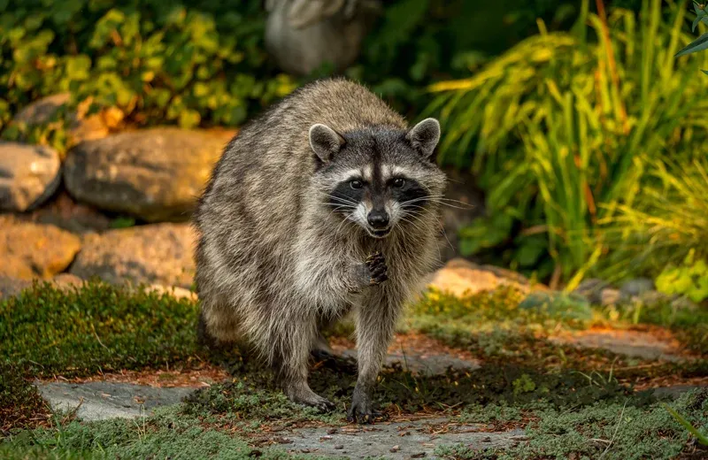 raccoon in back yard