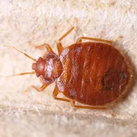 bed bug