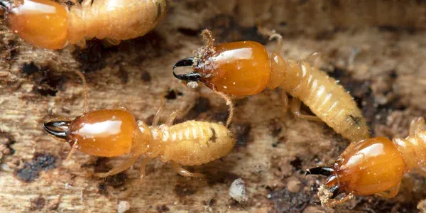 termites on wood