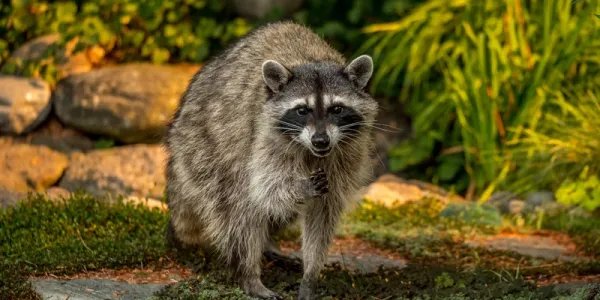 raccoon in the back yard